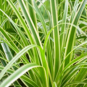 Carex Oshimensis 'Evercream', Japanese Sedge 'Evercream', Variegated Sedges, Ornamental grasses, Evergreen sedges, Evergreen Japanese sedges, Hardy Sedges