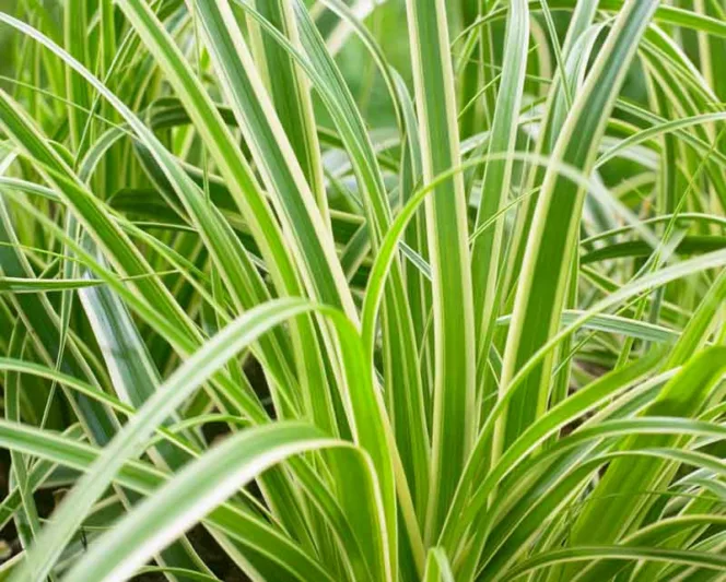 Carex Oshimensis 'Evercream', Japanese Sedge 'Evercream', Variegated Sedges, Ornamental grasses, Evergreen sedges, Evergreen Japanese sedges, Hardy Sedges