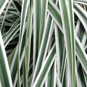 Carex Oshimensis 'Everest', Japanese Sedge 'Everest', Carex oshimensis 'Fiwhite', Variegated Sedges, Ornamental grasses,
