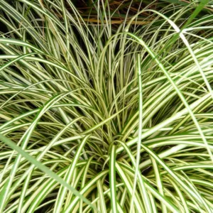 Carex Oshimensis 'Evergold', Sedge 'Evergold', Carex hachijoensis 'Evergold', Carex morrowii 'Evergold', Carex oshimensis 'Everbrite', Carex oshimensis 'Honeybird', Carex 'Evergold', Ornamental grasses,