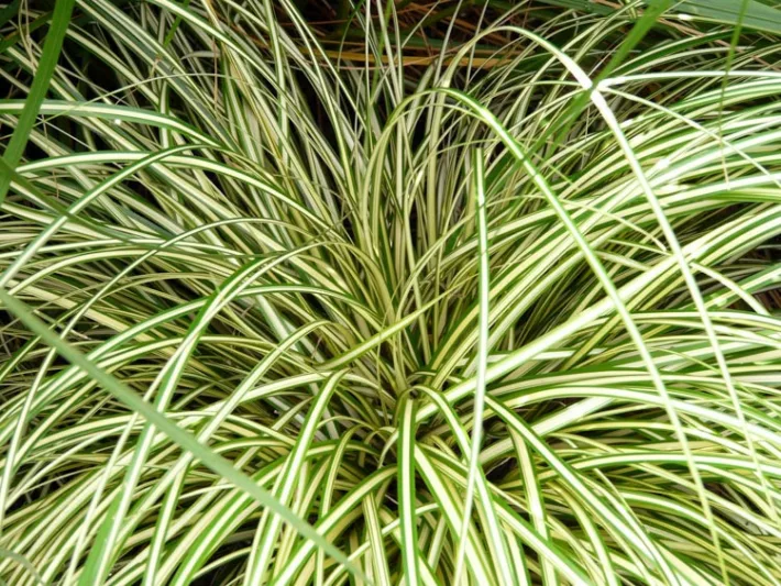 Carex Oshimensis 'Evergold', Sedge 'Evergold', Carex hachijoensis 'Evergold', Carex morrowii 'Evergold', Carex oshimensis 'Everbrite', Carex oshimensis 'Honeybird', Carex 'Evergold', Ornamental grasses,