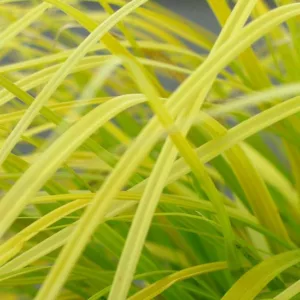 Carex Oshimensis 'Everillo', Japanese Sedge 'Everillo', Evergreen sedge, Evergreen Japanese Sedge, Ornamental grasses,