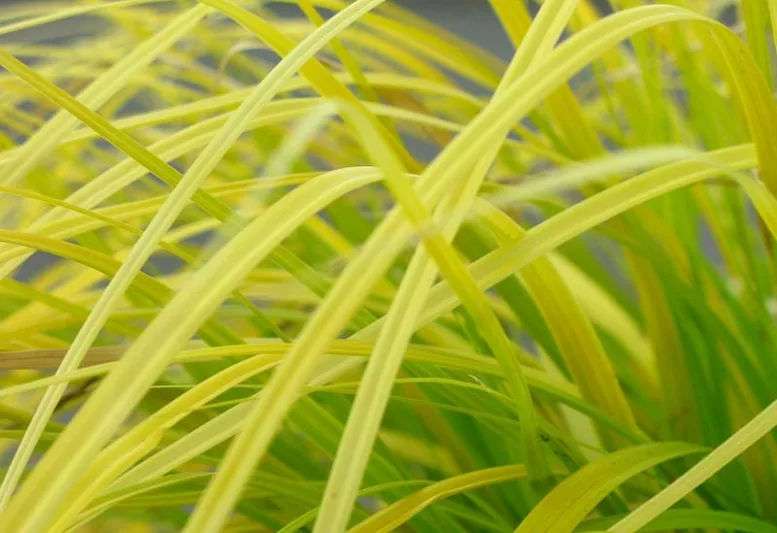 Carex Oshimensis 'Everillo', Japanese Sedge 'Everillo', Evergreen sedge, Evergreen Japanese Sedge, Ornamental grasses,