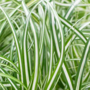 Carex Oshimensis 'Everlite', Japanese Sedge 'Everlite', Variegated Sedges, Ornamental grasses, Evergreen sedges, Evergreen Japanese sedges, Hardy Sedges