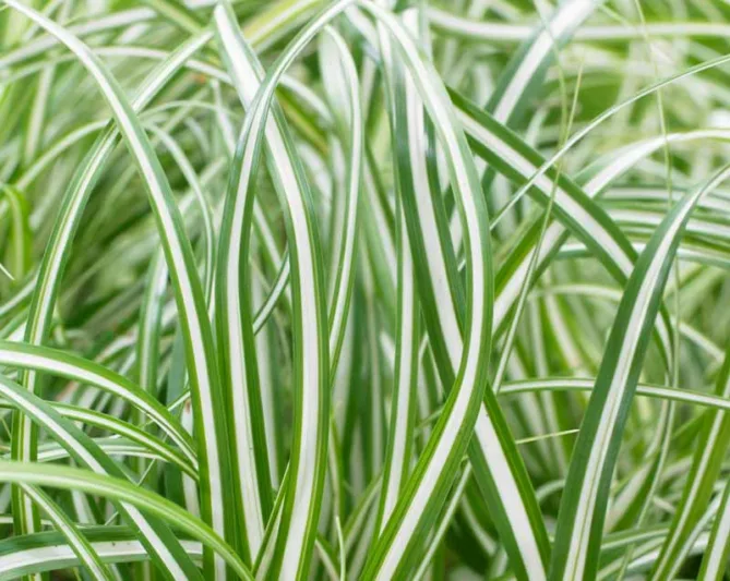 Carex Oshimensis 'Everlite', Japanese Sedge 'Everlite', Variegated Sedges, Ornamental grasses, Evergreen sedges, Evergreen Japanese sedges, Hardy Sedges