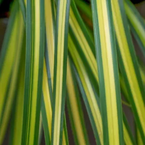 Carex Oshimensis 'Eversheen', Japanese Sedge 'Eversheen', Variegated Sedges, Ornamental grasses, Evergreen Sedge, Evergreen Japanese Sedge