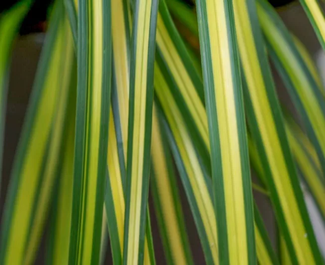 Carex Oshimensis 'Eversheen', Japanese Sedge 'Eversheen', Variegated Sedges, Ornamental grasses, Evergreen Sedge, Evergreen Japanese Sedge