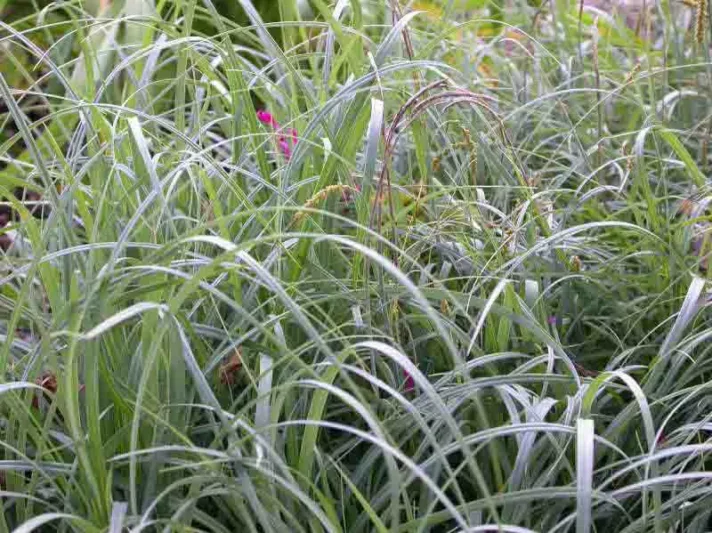 Carex flacca, Blue Sedge, Glaucous Sedge, Carnation Grass, Ornamental grasses, Blue Grass, Carex glauca