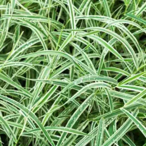Carex morrowii 'Variegata', Sedge 'Variegata', Japanese Sedge 'Variegata', Morrow's Sedge 'Variegata', Variegated Sedge, Ornamental grasses,