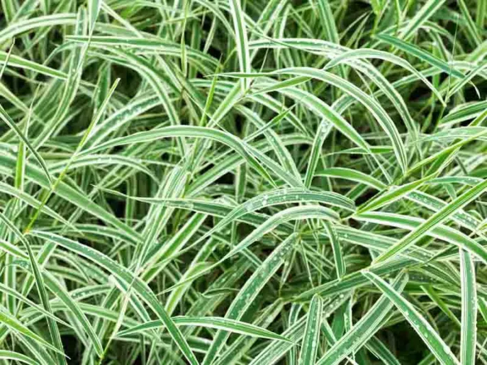 Carex morrowii 'Variegata', Sedge 'Variegata', Japanese Sedge 'Variegata', Morrow's Sedge 'Variegata', Variegated Sedge, Ornamental grasses,