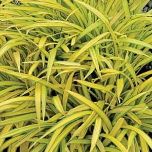 Carex siderosticha 'Banana Boat', Creeping Broad-Leafed Sedge 'Banana Boat', Carex siderosticta 'Banana Boat', Ornamental grasses,