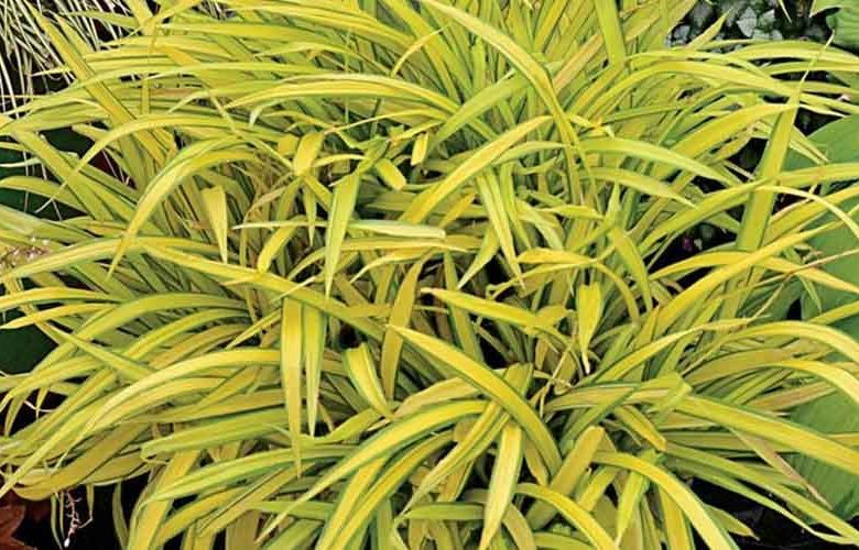 Carex siderosticha 'Banana Boat', Creeping Broad-Leafed Sedge 'Banana Boat', Carex siderosticta 'Banana Boat', Ornamental grasses,