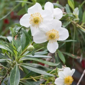 Carpenteria californica, Bush Anemone, Tree Anemone, white flowers, Mediterranean shrub