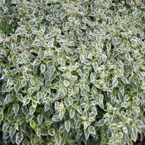 Caryopteris divaricata 'Snow Fairy', Bluebeard 'Snow Fairy', Snow Fairy Bluebeard, Blue Flowers, Blue Spiraea, Variegated foliage, Variegated Bluebeard