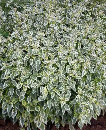Caryopteris divaricata 'Snow Fairy', Bluebeard 'Snow Fairy', Snow Fairy Bluebeard, Blue Flowers, Blue Spiraea, Variegated foliage, Variegated Bluebeard