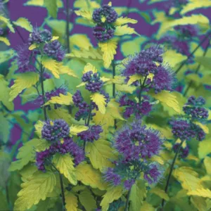 Caryopteris incana 'Jason' Sunshine Blue®, Bluebeard 'Jason', Bluebeard 'Sunshine Blue®', Blue Spiraea 'Jason', Blue Spiraea 'Sunshine Blue®', Blue Flowers, Blue Spiraea