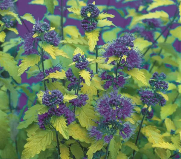 Caryopteris incana 'Jason' Sunshine Blue®, Bluebeard 'Jason', Bluebeard 'Sunshine Blue®', Blue Spiraea 'Jason', Blue Spiraea 'Sunshine Blue®', Blue Flowers, Blue Spiraea