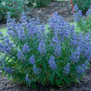 Caryopteris x clandonensis 'Beyond Midnight®', Bluebeard 'Beyond Midnight®', Beyond Midnight® Bluebeard, Beyond Midnight® Blue Mist Spiraea, Blue Flowers, Blue Spiraea