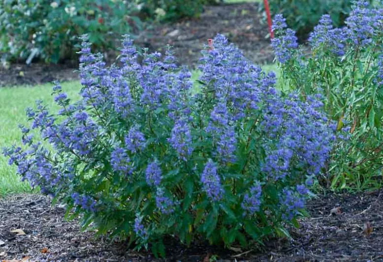 Caryopteris x clandonensis 'Beyond Midnight®', Bluebeard 'Beyond Midnight®', Beyond Midnight® Bluebeard, Beyond Midnight® Blue Mist Spiraea, Blue Flowers, Blue Spiraea