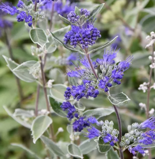 Caryopteris x clandonensis 'Dark Knight', Bluebeard 'Dark Knight', Caryopteris 'Dark Knight', Dark Knight Bluebeard, Dark Knight Blue Mist Spiraea, Blue Flowers, Blue Spiraea