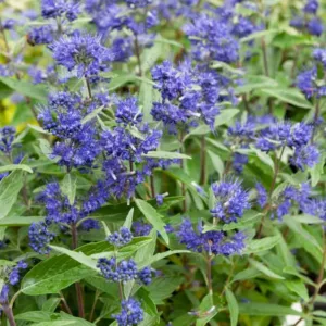 Caryopteris x clandonensis 'First Choice', Bluebeard 'First Choice', Caryopteris x 'First Choice', First Choice Bluebeard, First Choice Blue Mist Spiraea, Blue Flowers, Blue Spiraea