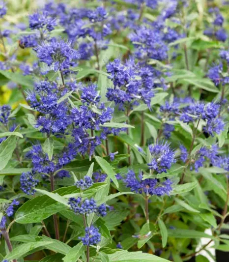Caryopteris x clandonensis 'First Choice', Bluebeard 'First Choice', Caryopteris x 'First Choice', First Choice Bluebeard, First Choice Blue Mist Spiraea, Blue Flowers, Blue Spiraea