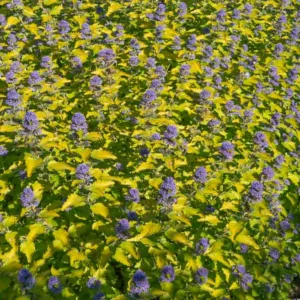 Caryopteris x clandonensis 'Hint of Gold', Bluebeard 'Hint of Gold', Caryopteris x 'Hint of Gold', Hint of Gold Bluebeard, Hint of Gold Blue Mist Spiraea, Caryopteris x clandonensis 'Lisaura', Blue Flowers, Blue Spiraea, Golden Bluebeard, Golden Blue Mist Spirea
