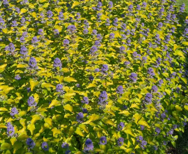 Caryopteris x clandonensis 'Hint of Gold', Bluebeard 'Hint of Gold', Caryopteris x 'Hint of Gold', Hint of Gold Bluebeard, Hint of Gold Blue Mist Spiraea, Caryopteris x clandonensis 'Lisaura', Blue Flowers, Blue Spiraea, Golden Bluebeard, Golden Blue Mist Spirea