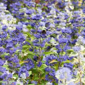 Caryopteris x clandonensis 'Inoveris', Bluebeard 'Inoveris', Caryopteris x 'Inoveris', Caryopteris x clandonensis 'Grand Bleu®', Grand Bleu® Bluebeard, Grand Bleu® Blue Mist Spiraea, Blue Flowers, Blue Spiraea