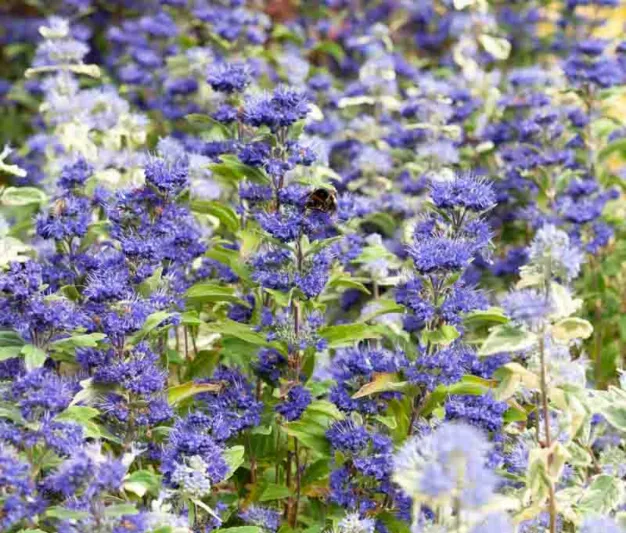 Caryopteris x clandonensis 'Inoveris', Bluebeard 'Inoveris', Caryopteris x 'Inoveris', Caryopteris x clandonensis 'Grand Bleu®', Grand Bleu® Bluebeard, Grand Bleu® Blue Mist Spiraea, Blue Flowers, Blue Spiraea