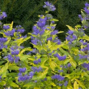 Caryopteris x clandonensis 'Janice',  Bluebeard 'Janice', Caryopteris x 'Janice', Caryopteris x clandonensis 'Lil' Miss Sunshine®', Lil' Miss Sunshine® Bluebeard, Lil' Miss Sunshine® Blue Mist Spiraea, Blue Flowers, Blue Spiraea