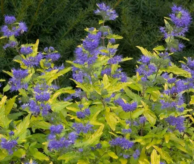Caryopteris x clandonensis 'Janice',  Bluebeard 'Janice', Caryopteris x 'Janice', Caryopteris x clandonensis 'Lil' Miss Sunshine®', Lil' Miss Sunshine® Bluebeard, Lil' Miss Sunshine® Blue Mist Spiraea, Blue Flowers, Blue Spiraea