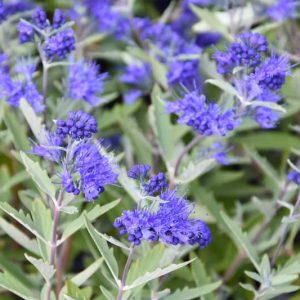 Caryopteris x clandonensis 'Kew Blue', Bluebeard 'Kew Blue', Caryopteris 'Kew Blue', Kew Blue Bluebeard, Kew Blue Blue Mist Spiraea, Blue Flowers, Blue Spiraea