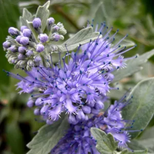 Caryopteris x clandonensis 'Lissilv' Sterling Silver, Bluebeard 'Hint of Gold', Caryopteris x 'Hint of Gold', Hint of Gold Bluebeard, Hint of Gold Blue Mist Spiraea, Caryopteris x clandonensis 'Lisaura', Blue Flowers, Blue Spiraea, Golden Bluebeard, Golden Blue Mist