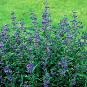 Caryopteris x clandonensis 'Minbleu', Bluebeard 'Minbleu', Caryopteris x 'Minbleu', Caryopteris x clandonensis 'Petit Bleu', Petit Bleu Bluebeard, Petit Bleu Blue Mist Spiraea, Blue Flowers, Blue Spiraea