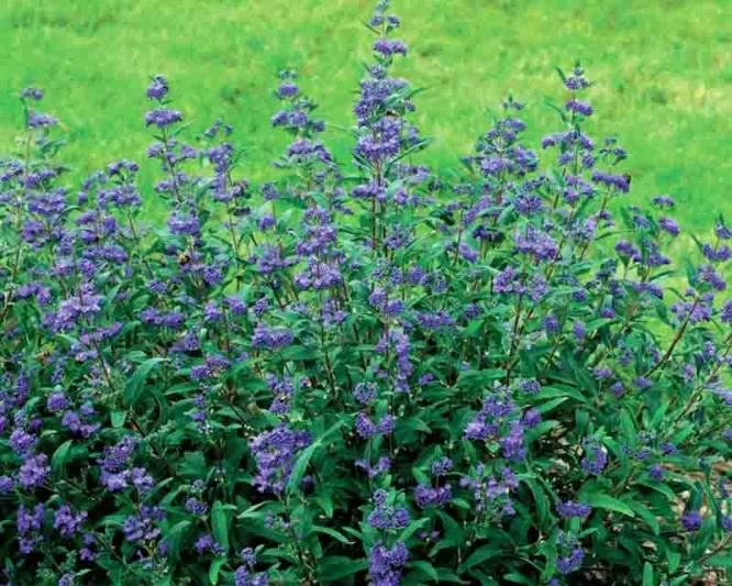 Caryopteris x clandonensis 'Minbleu', Bluebeard 'Minbleu', Caryopteris x 'Minbleu', Caryopteris x clandonensis 'Petit Bleu', Petit Bleu Bluebeard, Petit Bleu Blue Mist Spiraea, Blue Flowers, Blue Spiraea