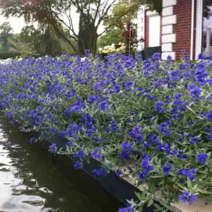 Caryopteris x clandonensis 'Sapphire Surf™', Bluebeard 'Sapphire Surf™', Caryopteris 'Sapphire Surf™', Sapphire Surf™ Bluebeard, Sapphire Surf™ Blue Mist Spiraea, Blue Flowers, Blue Spiraea, Caryopteris x clandonensis 'Blauer Splatz'