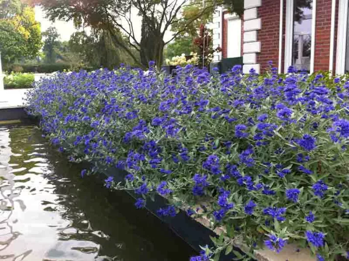 Caryopteris x clandonensis 'Sapphire Surf™', Bluebeard 'Sapphire Surf™', Caryopteris 'Sapphire Surf™', Sapphire Surf™ Bluebeard, Sapphire Surf™ Blue Mist Spiraea, Blue Flowers, Blue Spiraea, Caryopteris x clandonensis 'Blauer Splatz'