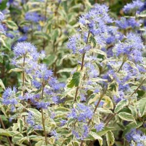 Caryopteris x clandonensis 'White Surprise', Bluebeard 'White Surprise', Caryopteris x 'White Surprise', White Surprise Bluebeard, White Surprise Blue Mist Spiraea, Blue Flowers, Blue Spiraea, Variegated Bluebeard, Variegated Blue Mist Spirea