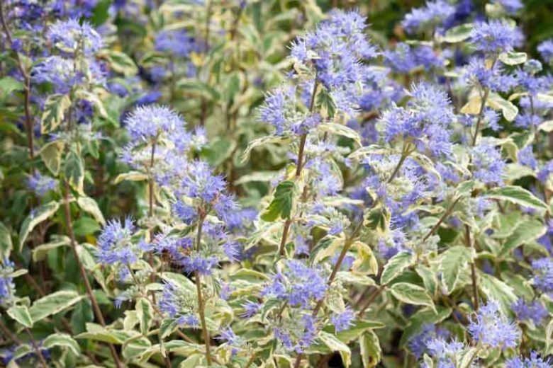 Caryopteris x clandonensis 'White Surprise', Bluebeard 'White Surprise', Caryopteris x 'White Surprise', White Surprise Bluebeard, White Surprise Blue Mist Spiraea, Blue Flowers, Blue Spiraea, Variegated Bluebeard, Variegated Blue Mist Spirea