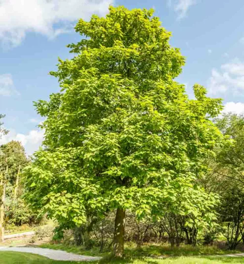 Catalpa speciosa, Bois Chavanon, Catawba, Cigar Tree, Early-Flowering Catalpa, Hardy Catalpa, Northern Catalpa, Indian Cigar, Shawnee wood, Western Catalpa,