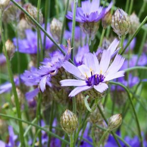 Catananche Caerulea, Cupid's Dart, Blue Cupidone, Blue Daisy, Blue-Flowered Cupid's Dart, Blue Succory, Compulsion-of-Love, Cornflower, Flower of Love, Greek Love Plant, Blue flowers