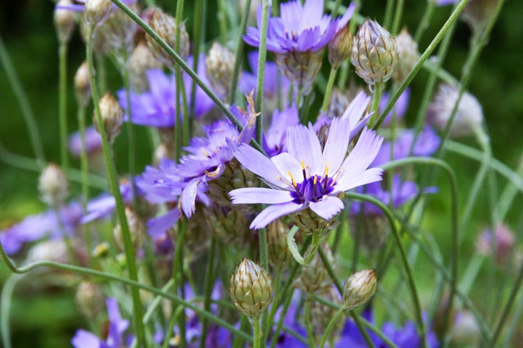 Catananche Caerulea, Cupid's Dart, Blue Cupidone, Blue Daisy, Blue-Flowered Cupid's Dart, Blue Succory, Compulsion-of-Love, Cornflower, Flower of Love, Greek Love Plant, Blue flowers