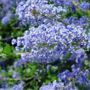 Ceanothus 'Autumnal Blue',  California Lilac 'Autumnal Blue', Ceanothus arboreus 'Autumnal Blue', Blue Flowers, Fragrant Shrubs, Evergreen Shrubs, Fall Flowers