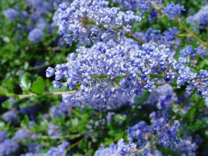 Ceanothus 'Autumnal Blue',  California Lilac 'Autumnal Blue', Ceanothus arboreus 'Autumnal Blue', Blue Flowers, Fragrant Shrubs, Evergreen Shrubs, Fall Flowers