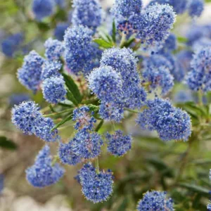 Ceanothus 'Concha',  California Lilac 'Concha', Blue Flowers, Fragrant Shrubs, Evergreen Shrubs