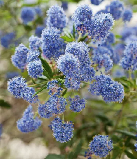 Ceanothus 'Concha',  California Lilac 'Concha', Blue Flowers, Fragrant Shrubs, Evergreen Shrubs