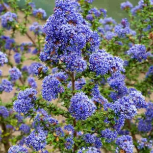 Ceanothus 'Dark Star',  California Lilac 'Dark Star', Blue Flowers, Fragrant Shrubs, Evergreen Shrubs