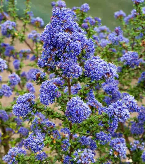 Ceanothus 'Dark Star',  California Lilac 'Dark Star', Blue Flowers, Fragrant Shrubs, Evergreen Shrubs