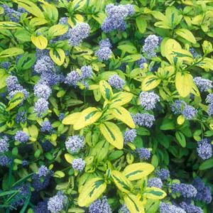 Ceanothus 'Pershore Zanzibar',  California Lilac 'Pershore Zanzibar', Ceanothus 'Zanzibar', Ceanothus thyrsiflorus 'Zanzibar', Variegated California Lilac, Blue Flowers, Fragrant Shrubs, Evergreen Shrubs,